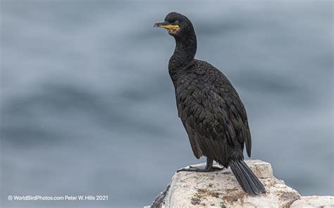 歐洲蜈蚣|European shag